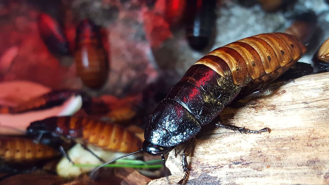 Karaluchy-cyborgi wkraczają do akcji. Jak można je wykorzystać?