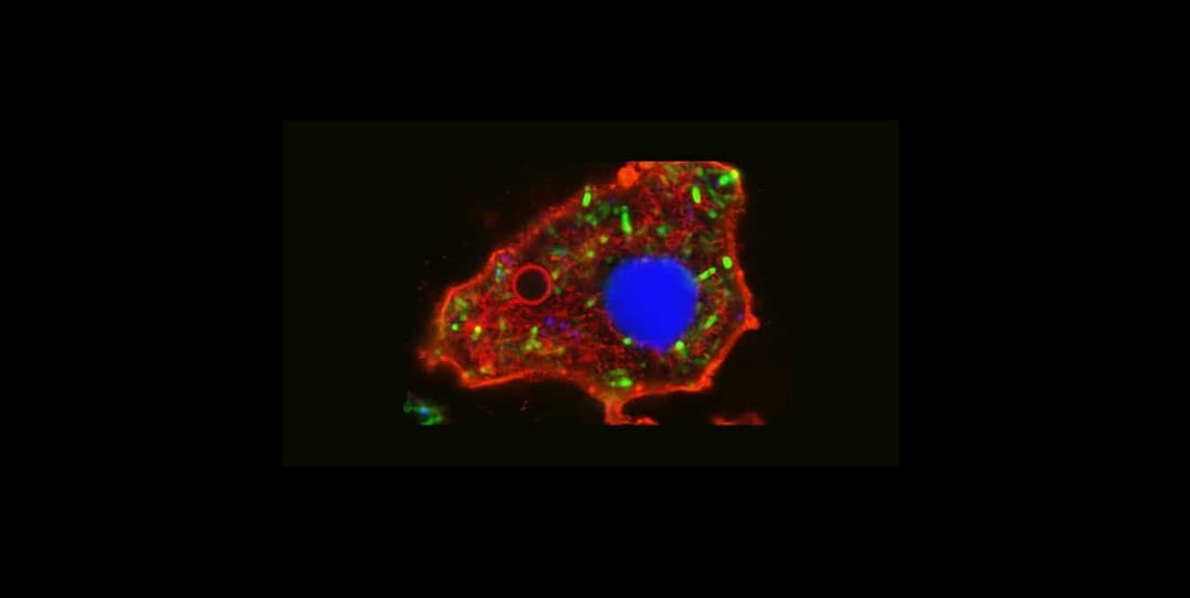 Powstały syntetyczne komórki, które zachowują się niemal jak biologiczne. Zabawa w Boga czy naukowy postęp?