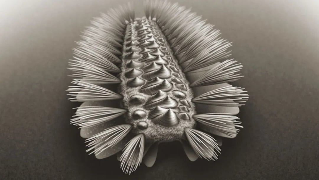 Pół miliarda lat temu ten pancerny organizm przemierzał Ziemię. Teraz wypełnia ewolucyjną lukę