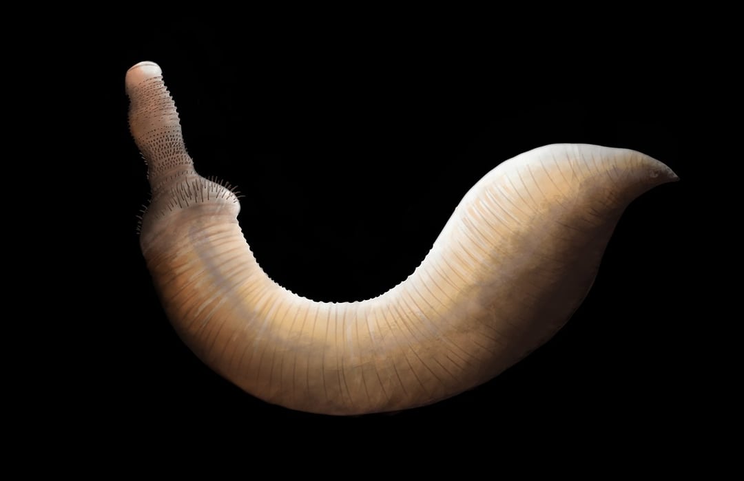 Oto najstarszy na świecie skamieniały mózg. Liczy 500 mln i należy do robaka o przedziwnym kształcie