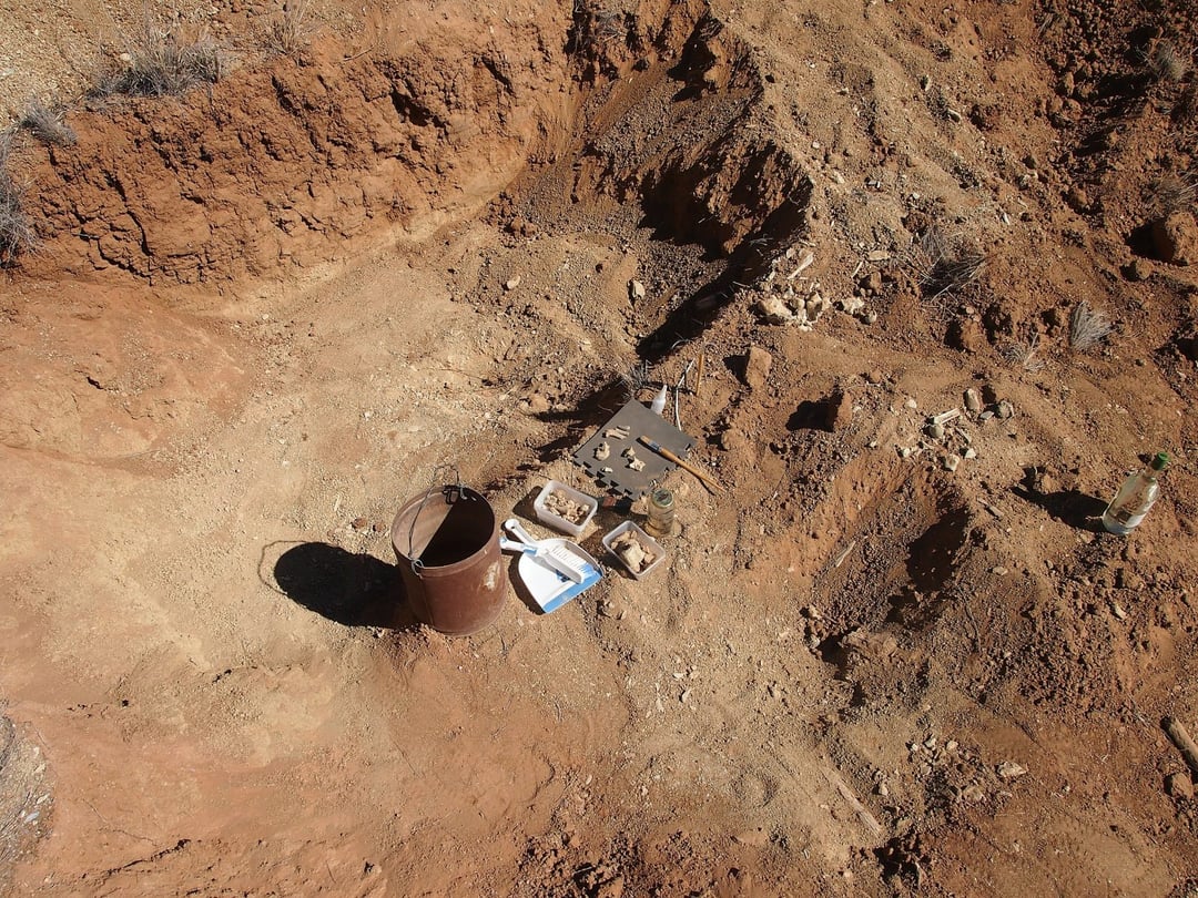 Większy nawet od strusia! Wiadomo, kim był największy w historii ptak na świecie