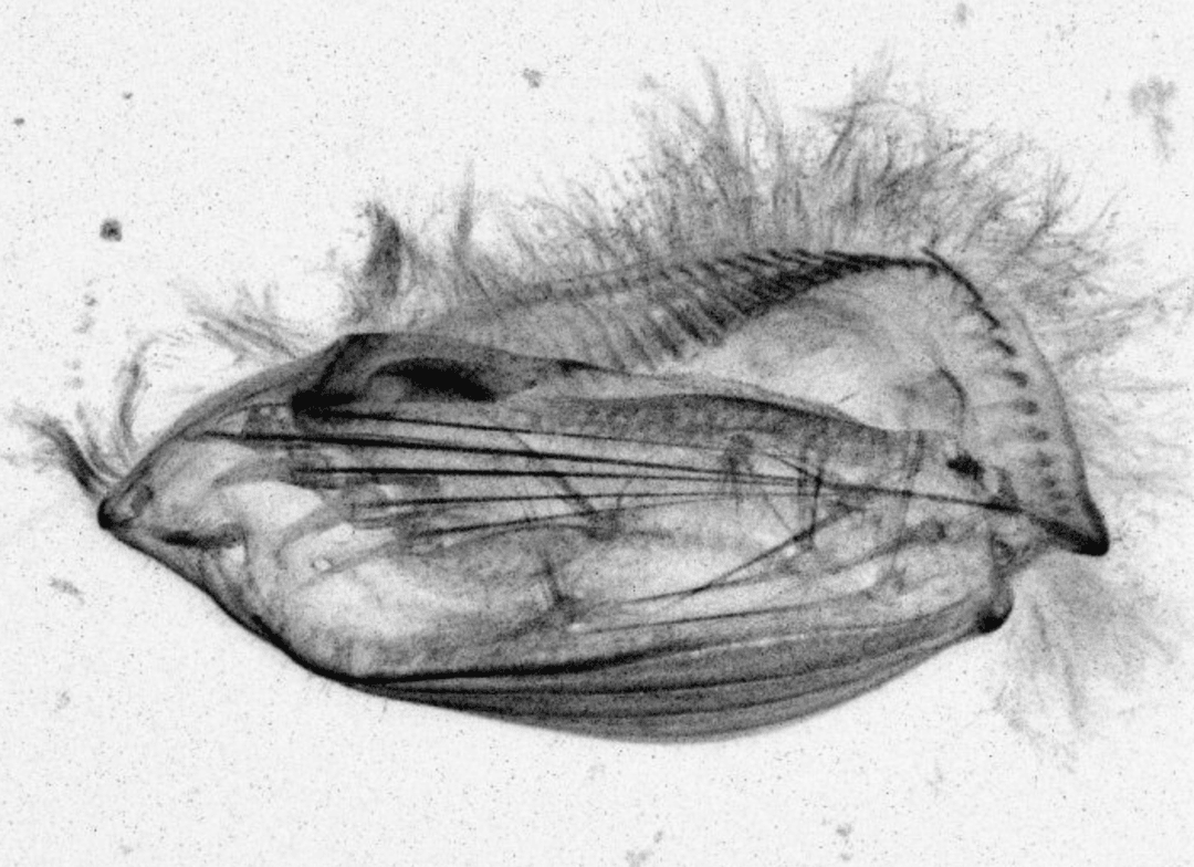 Czym właściwie jest ten pierwotniak? Od poruszania ma nietypowy “wewnętrzny komputer”