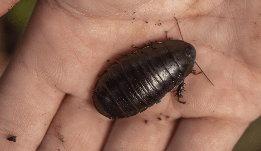 “Nie mogłem uwierzyć, gdy podniosłem kamień”. Ten gatunek przez lata wydawał się być wymarły