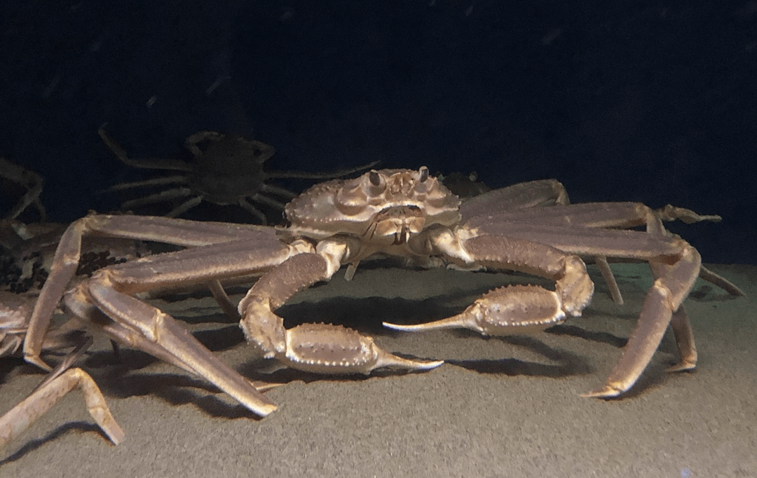 Kraby znikają z Morza Beringa. Podjęto trudne decyzje, a nie wiadomo, czy pomogą