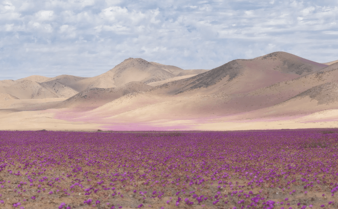 Atakama zakwitła feerią barw. Zaczynamy rozumieć, jak i po co dochodzi do tego fenomenu