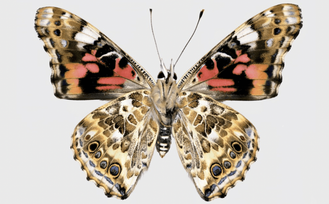 Dlaczego motyle mają to na skrzydłach? Śmieciowe DNA robi z owadami coś niezwykłego