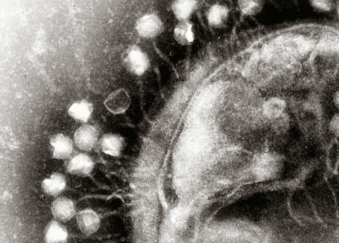 Czy to niepokojący efekt topnienia lodowców? Znaleźli w górach wirusy sprzed 15 000 lat