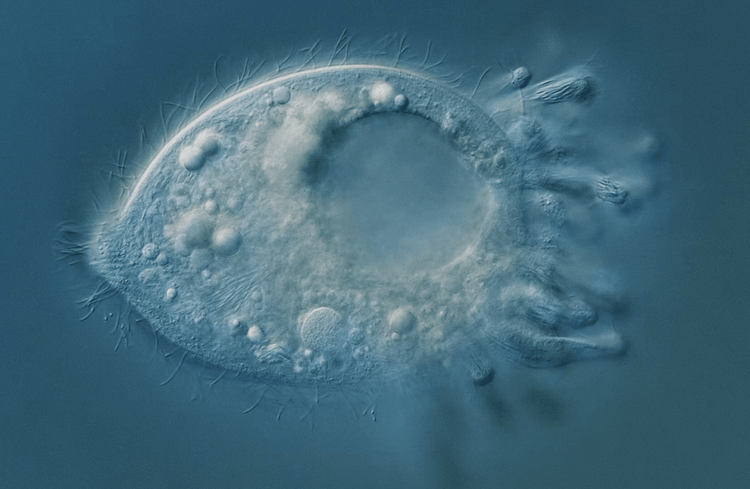 Ciężko je zobaczyć, choć są wszędzie. Odkryto nowe mikroorganizmy u podstaw drzewa życia