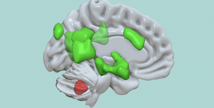 Nie tylko koordynacja ruchowa! Móżdżek spełnia bardzo ważną funkcję, o której nie mieliśmy pojęcia