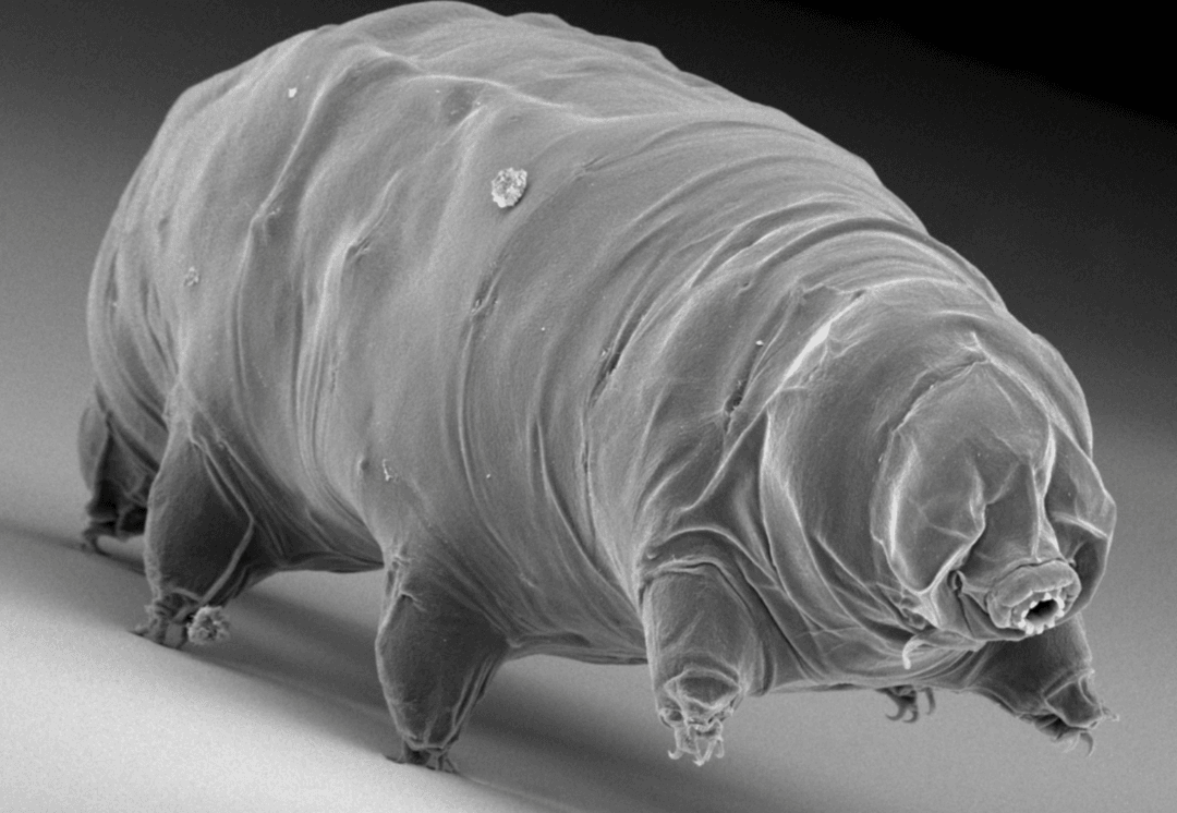 Niesporczaki znowu zaskakują. Nie umierają, tylko zapadają w głęboki sen