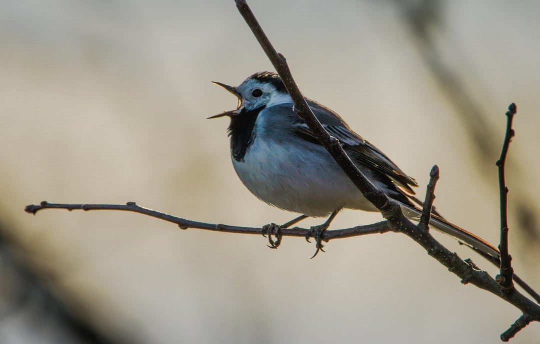 53 gatunki zwierząt “przemówiły”. Komunikacja wokalna ewoluowała inaczej, niż nam się wydawało