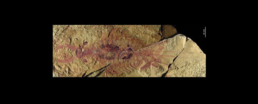 Wyłupiaste oczy, kolczaste kończyny i ogon zakończony ostrzami. Przebadano niezwykły organizm