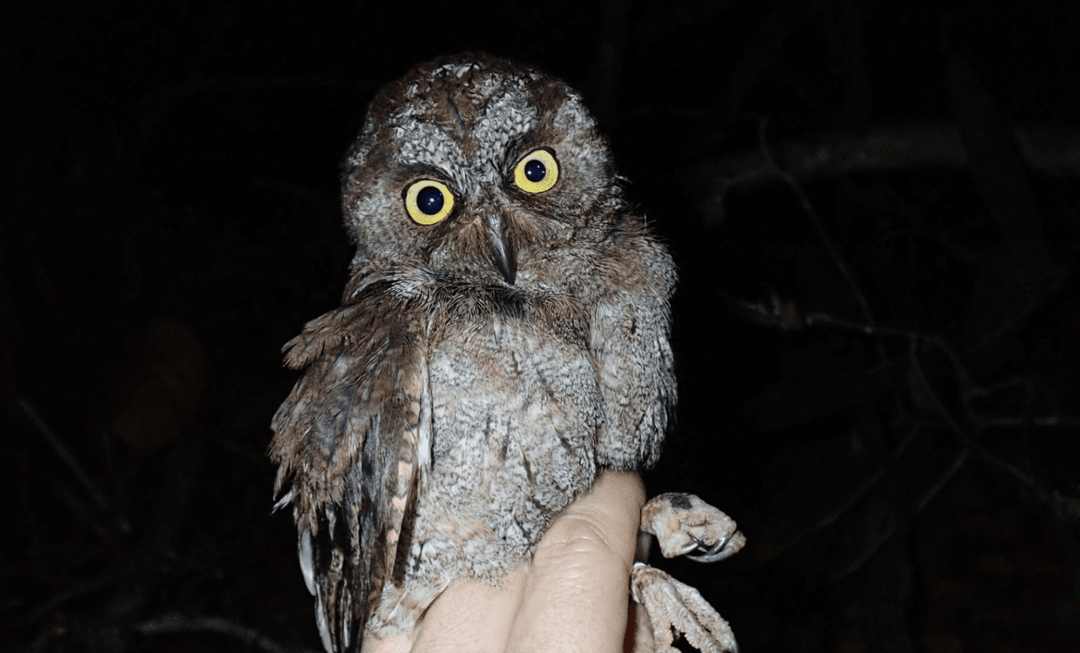 Nowy gatunek sowy odkryty w Afryce. Trafi prosto do czerwonej księgi?