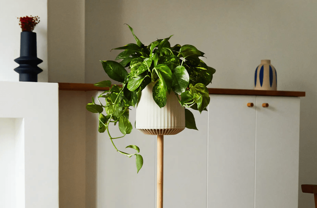 Ta roślina zastąpi 30 oczyszczaczy powietrza, a przy tym zrobi coś więcej