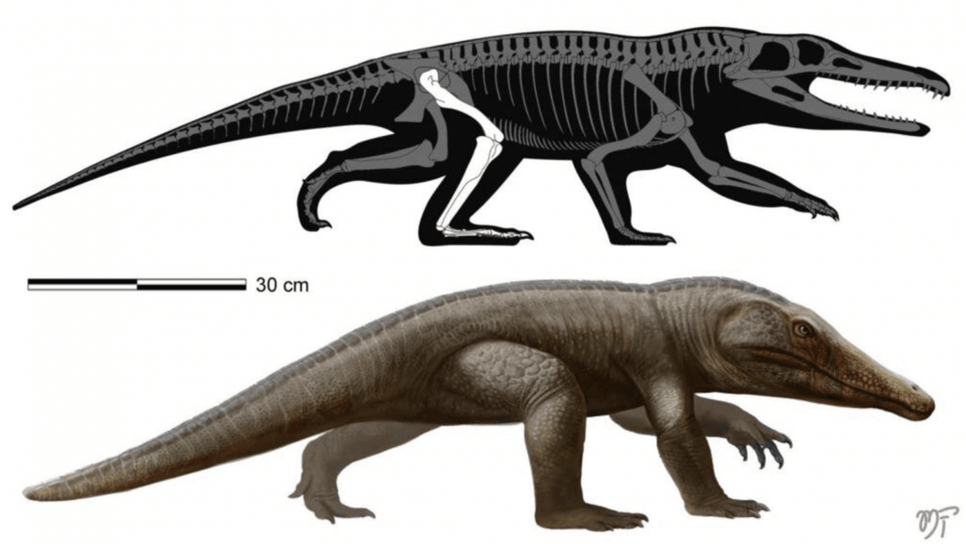 Żył 227 milionów lat temu i wyglądał jak krokodyl. Odkryto nowy gatunek starożytnego gada