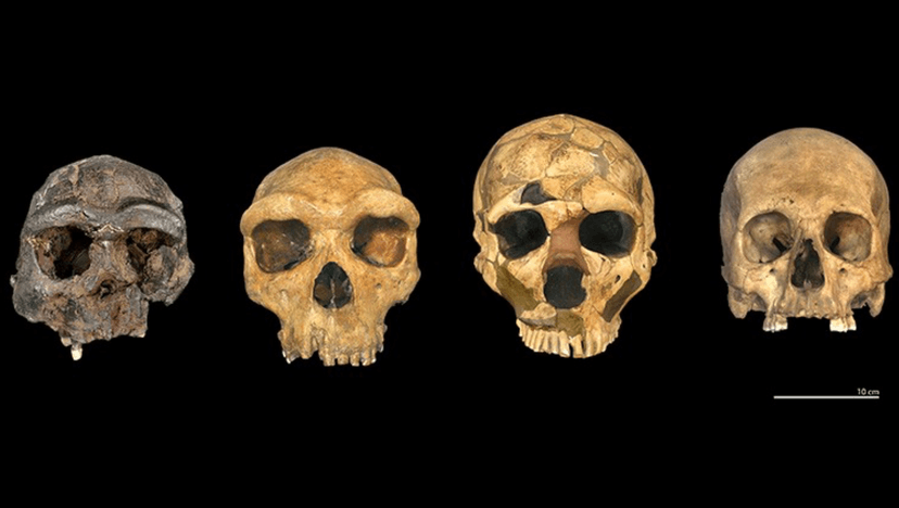 Czy te szczątki należą do Homo heidelbergensis? Badania najstarszych szczątków ludzkich z Wielkiej Brytanii