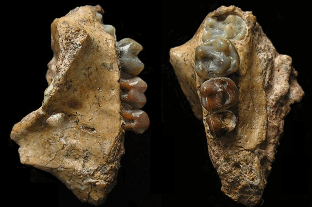 Skamieniałość, która wypełnia lukę w naszym rozumieniu ewolucji małp. Odkryto szczątki najstarszego gibona