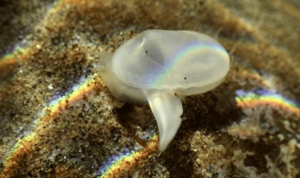 “Żywa skamieniałość” odkryta w Kalifornii. Jak to w ogóle możliwe?