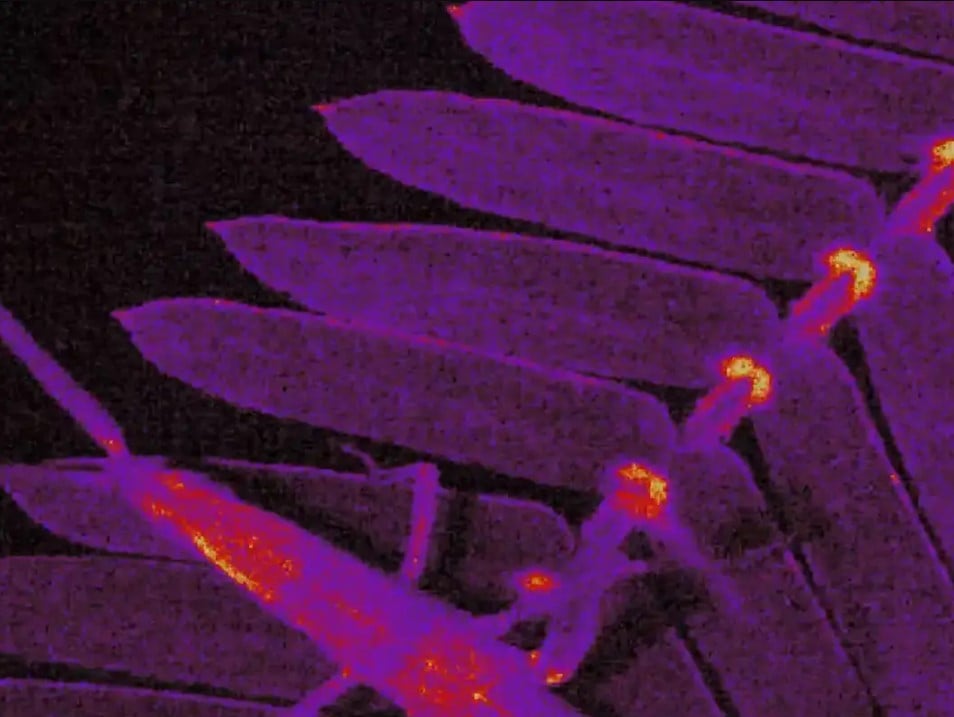 Szybki jak mimoza. Odkryto jej długo skrywany sekret