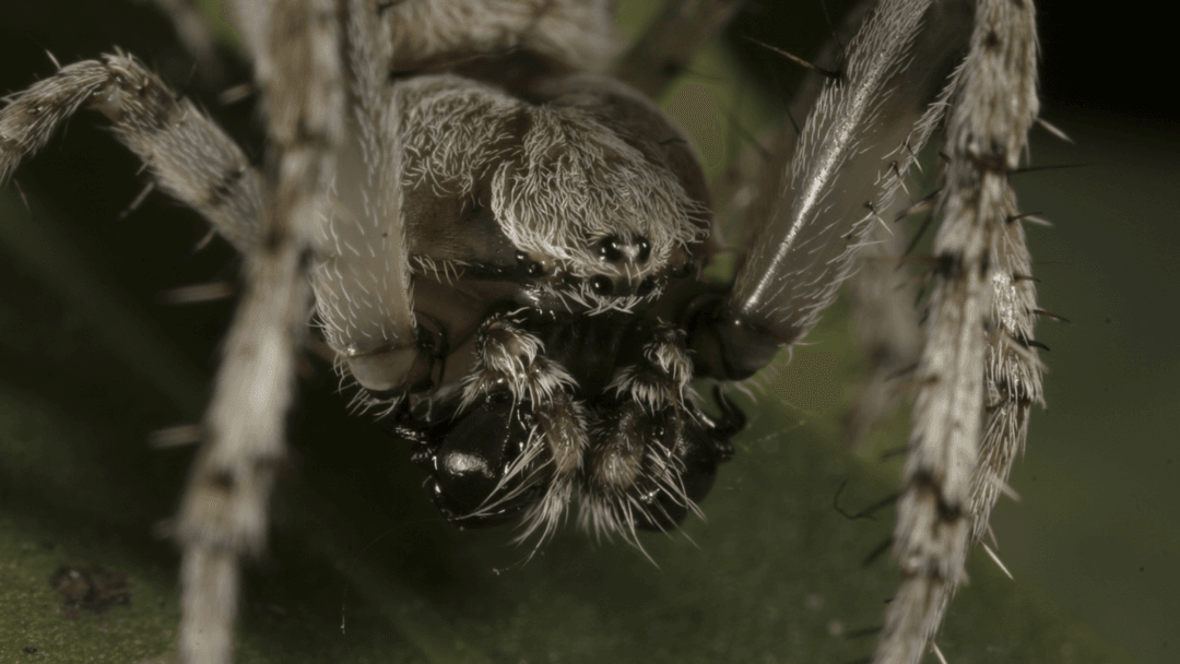 Takiej miłości do futbolu jeszcze nie było. Nowe pająki nazwane na cześć piłki nożnej