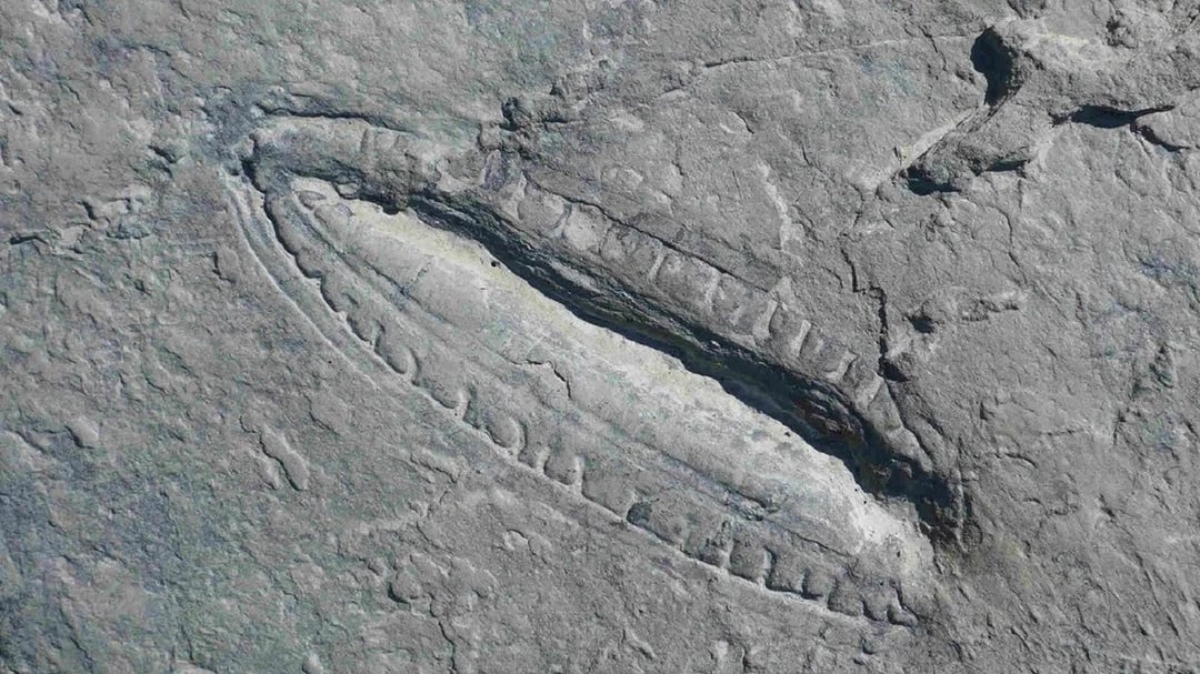 Nasz bardzo odległy przodek ma 575 milionów lat. Wiemy, czym się żywił