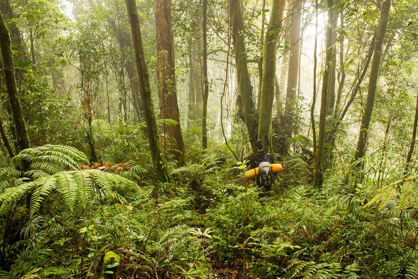 To drzewo jest prawdziwym gigantem i wchodzi w skład nieznanego wcześniej gatunku