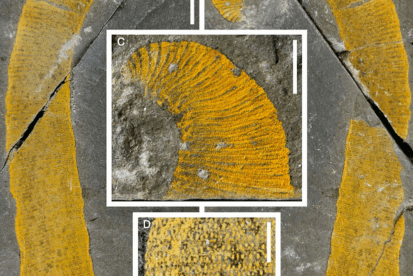 Nowe gatunki bezkręgowców z ordowiku. To prawdziwe giganty