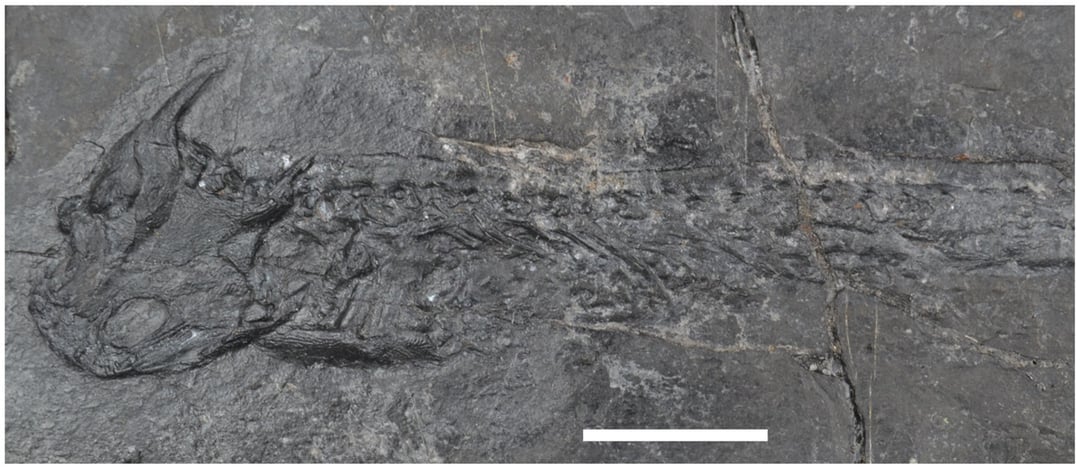 Mają 300 milionów lat i zadziwiają naukowców. Wreszcie poznaliśmy sekret tych kości