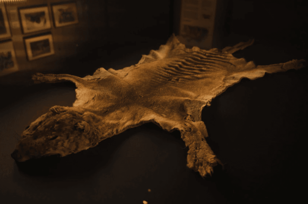 Ostatni znany wilk workowaty przez lata był dosłownie tuż pod naszym nosem