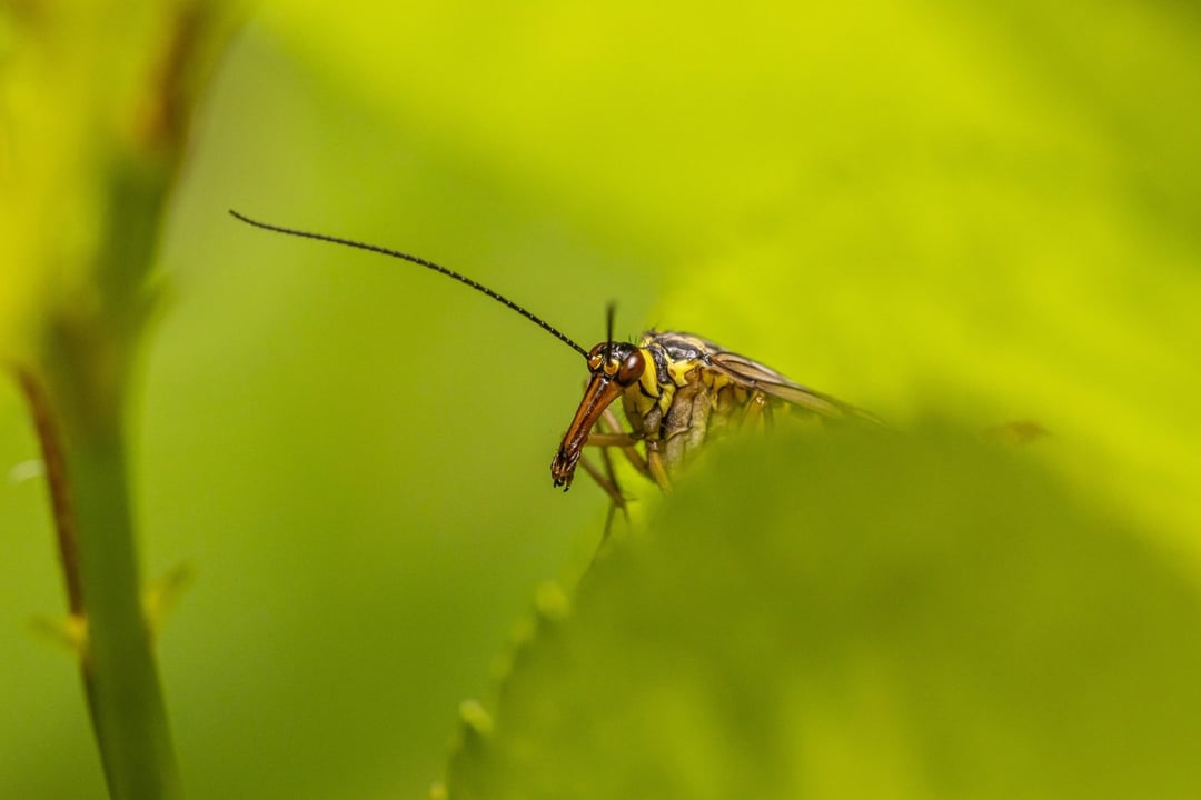 Nowy gatunek owada z Nepalu. Cecha charakterystyczna? Genitalia