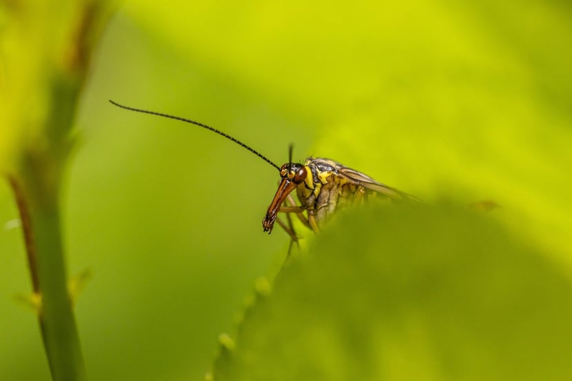 Nowy gatunek owada z Nepalu. Cecha charakterystyczna? Genitalia