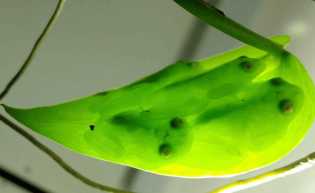 Żaby, które dosłownie potrafią “zniknąć”. Nie uwierzycie, jak to robią