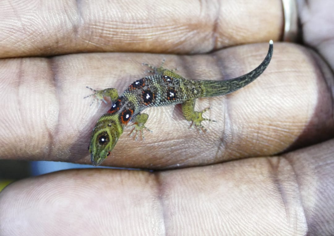 Gekon z Karaibów uratowany? To nadzieja dla umierającego świata przyrody