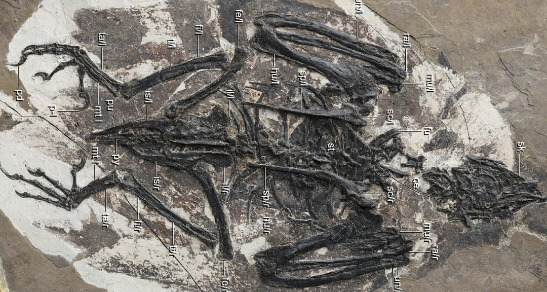 Szczątki dziwacznego zwierzęcia dostarczają informacji o kulisach ewolucji ptaków i dinozaurów