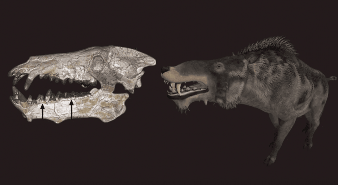 Entelodonty wcale nie były “piekielnymi świniami”. Doszło do poważnego nieporozumienia
