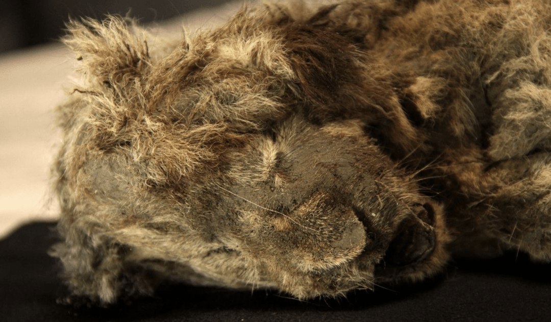 Lwy jaskiniowe z Syberii wyglądają jak śpiący Simba. Okazy sprzed 28 tys. lat elektryzują świat nauki