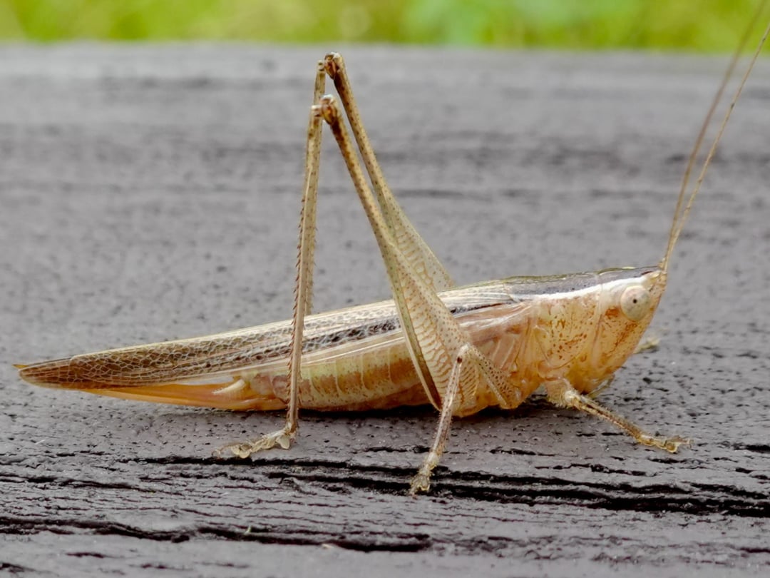 Pasikoniki kluczem do sukcesu. Dzięki nim powstaje niezwykły materiał