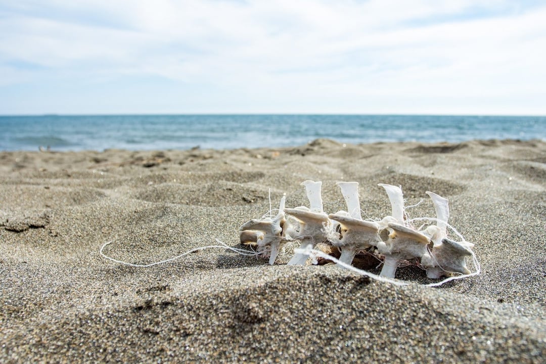 Zmapowali „strefy śmierci” sprzed 5 mln lat. Dostali niepokojący obraz tego, co dziś dzieje się w oceanach