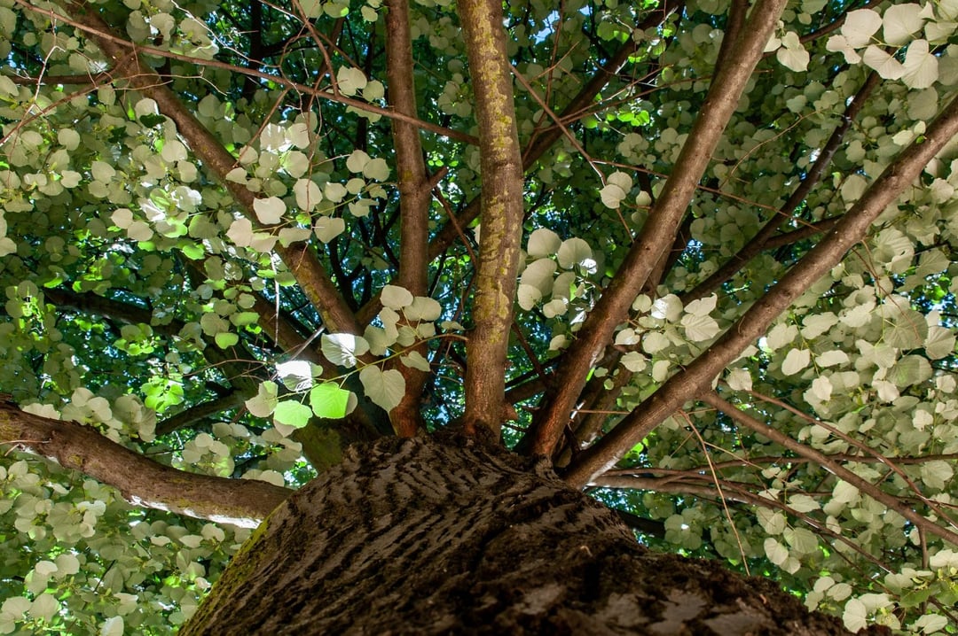 To nie są zwyczajne drzewa, ale staną do walki ze zmianami klimatu. Nie wszystkim to się podoba