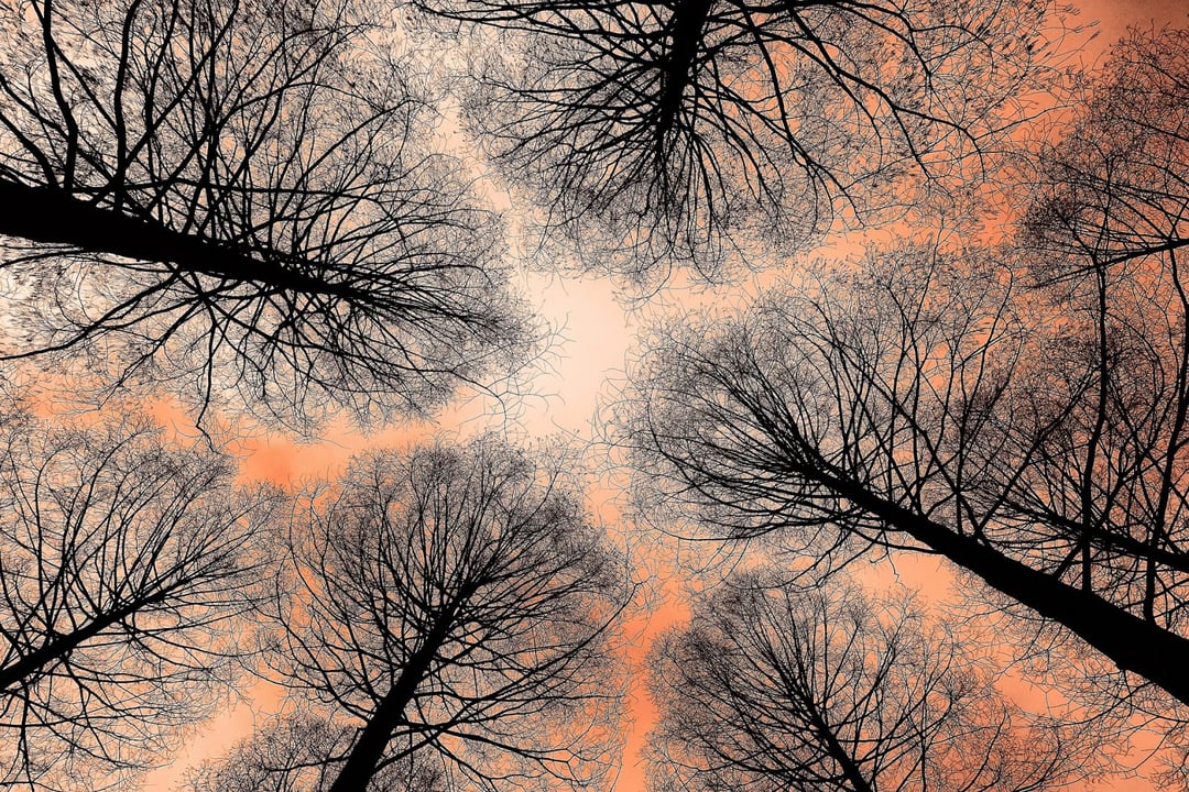 Wiemy, gdzie rośnie najwyższe drzewo liściaste w Polsce. To prawdziwy kolos