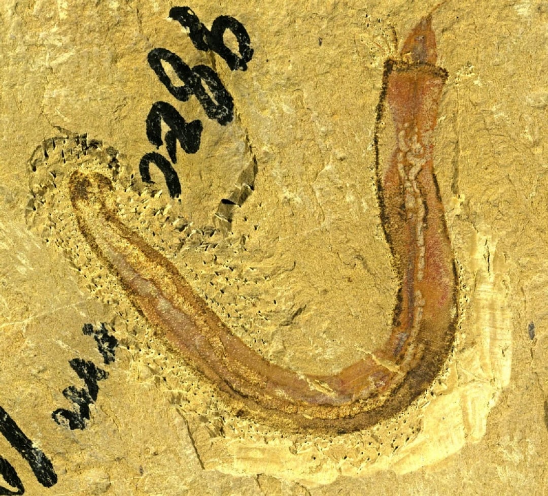 Ma 515 milionów lat i zadziwiająco rozbudowany organizm. Pojawił się na Ziemi znacznie wcześniej, niż sądzono