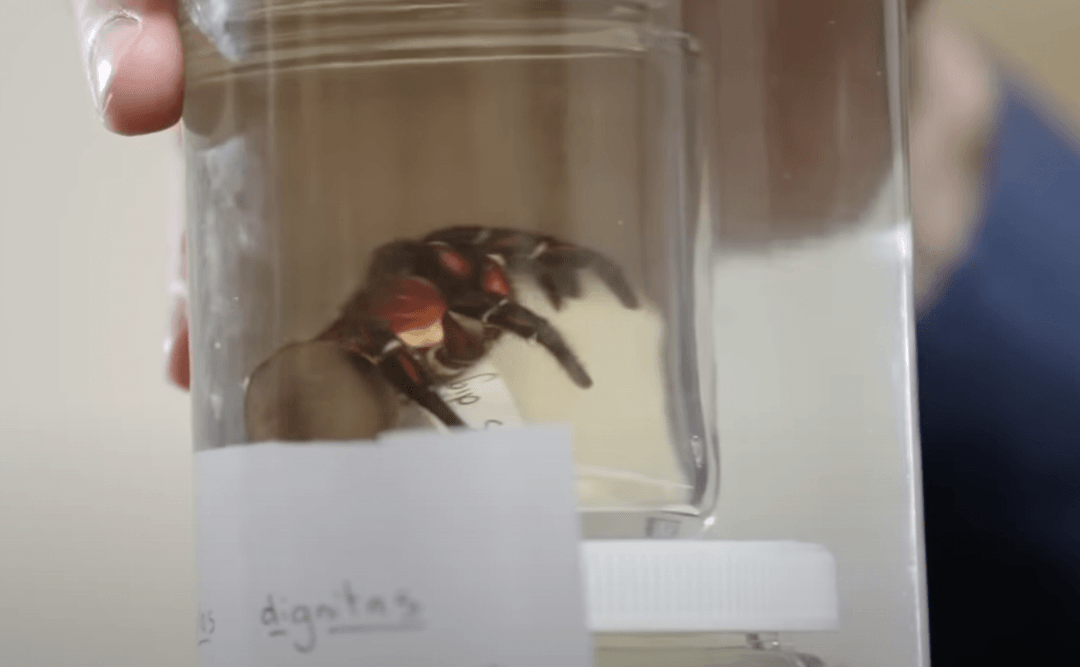 Jest wielki i niezwykle rzadki. Nowy gatunek pająka z Australii