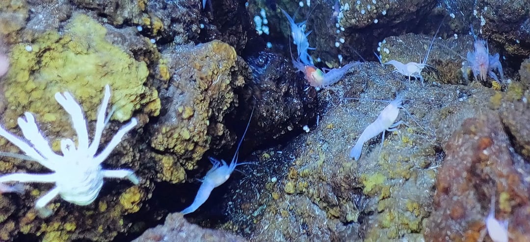 Odkryto nowe kominy hydrotermalne na dnie oceanu. Nagranie ukazuje istną „imprezę” form życia