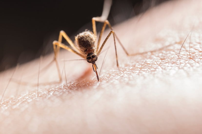 Komary nie dają nam spokoju. Na Florydę zawitał nowy gatunek
