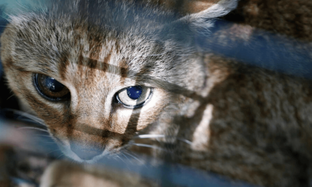 Koniec zabawy w kotka i myszkę. “Kotolis” to nowy gatunek