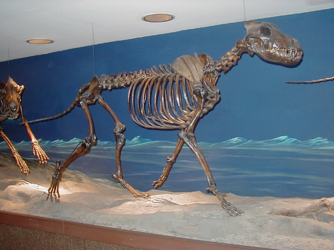 Wilk z epoki lodowcowej wyglądał jak z Gry o tron. Dzięki szczątkom poznaliśmy jego historię