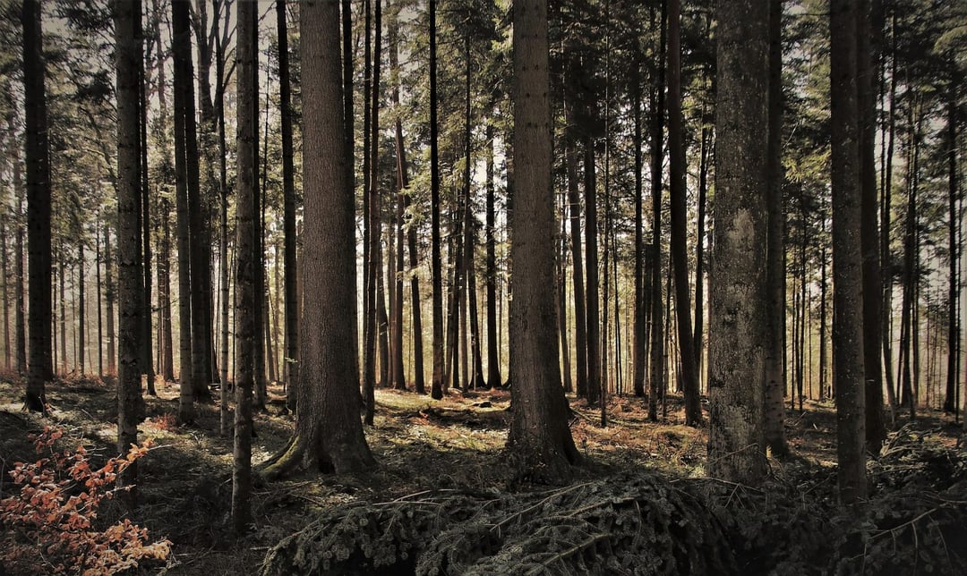 Biały jeleń w polskim lesie. To tak, jakby “zobaczyć ducha”