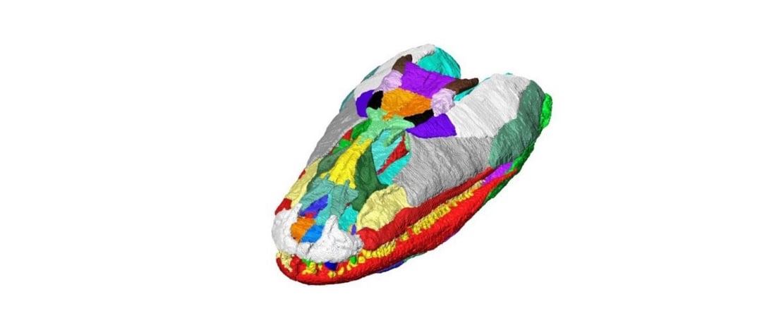 Miała prawie 3 metry długości i zamieszkiwała Ziemię przed dinozaurami. Tej bestii bało się wiele zwierząt