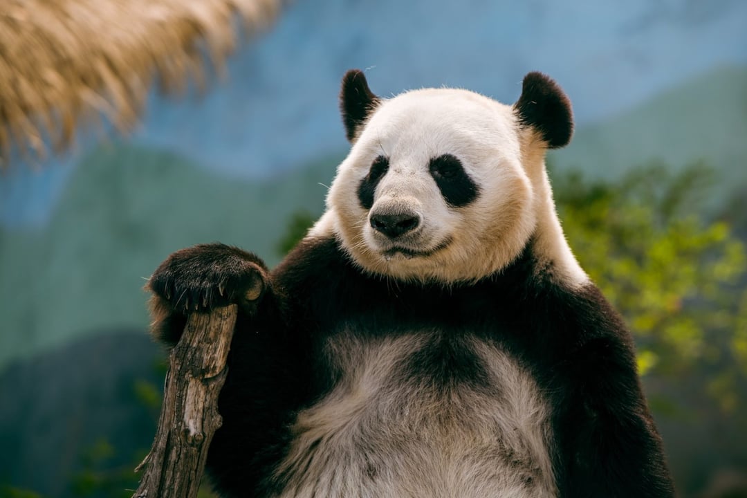 Rzadka panda dostrzeżona w Chinach. Znacznie różni się od swoich kuzynów