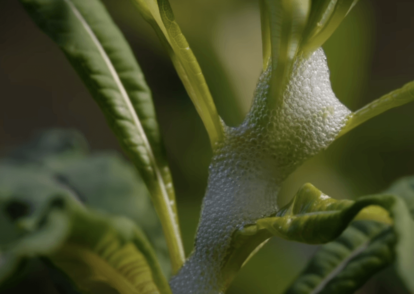 Ta “pianka” nie oznacza niczego dobrego. Nigdy jej nie dotykaj